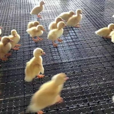 Chinese ontwerp stijl biaxiale geogrid hek voor kip wegbed wegbed laadcapaciteit