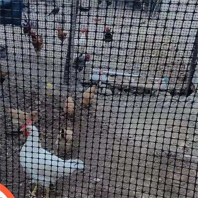 Chinese ontwerp stijl biaxiale geogrid hek voor kip wegbed wegbed laadcapaciteit