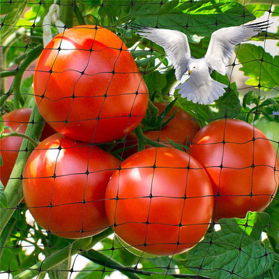 Bescherm uw tuin met het snijden van netten van kunststof Landbouw Anti vogelnet UV 25g/m2