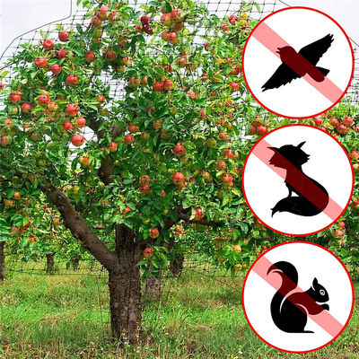 Bescherm uw tuin met het snijden van netten van kunststof Landbouw Anti vogelnet UV 25g/m2