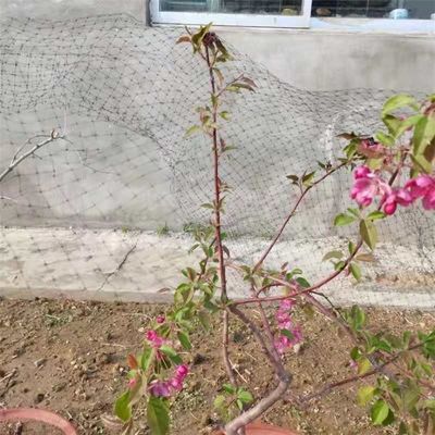 Persoonlijke lengte 25 x 50 ft vogelnet voor pluimvee en plantenbescherming in de tuin