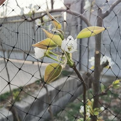 Anti-vogel 40mesh PP Landbouwinsectennet voor de bescherming van groenten en fruit in kassen